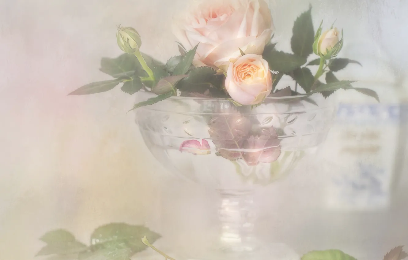 Фото обои стиль, нежность, роза, бутон, ваза