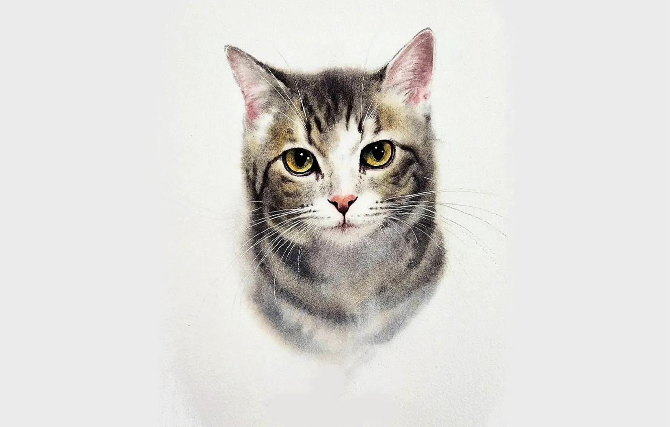 Фото обои Рисунок, Взгляд, Кошка, Усы, Кот, Глаза, Голова, Морда
