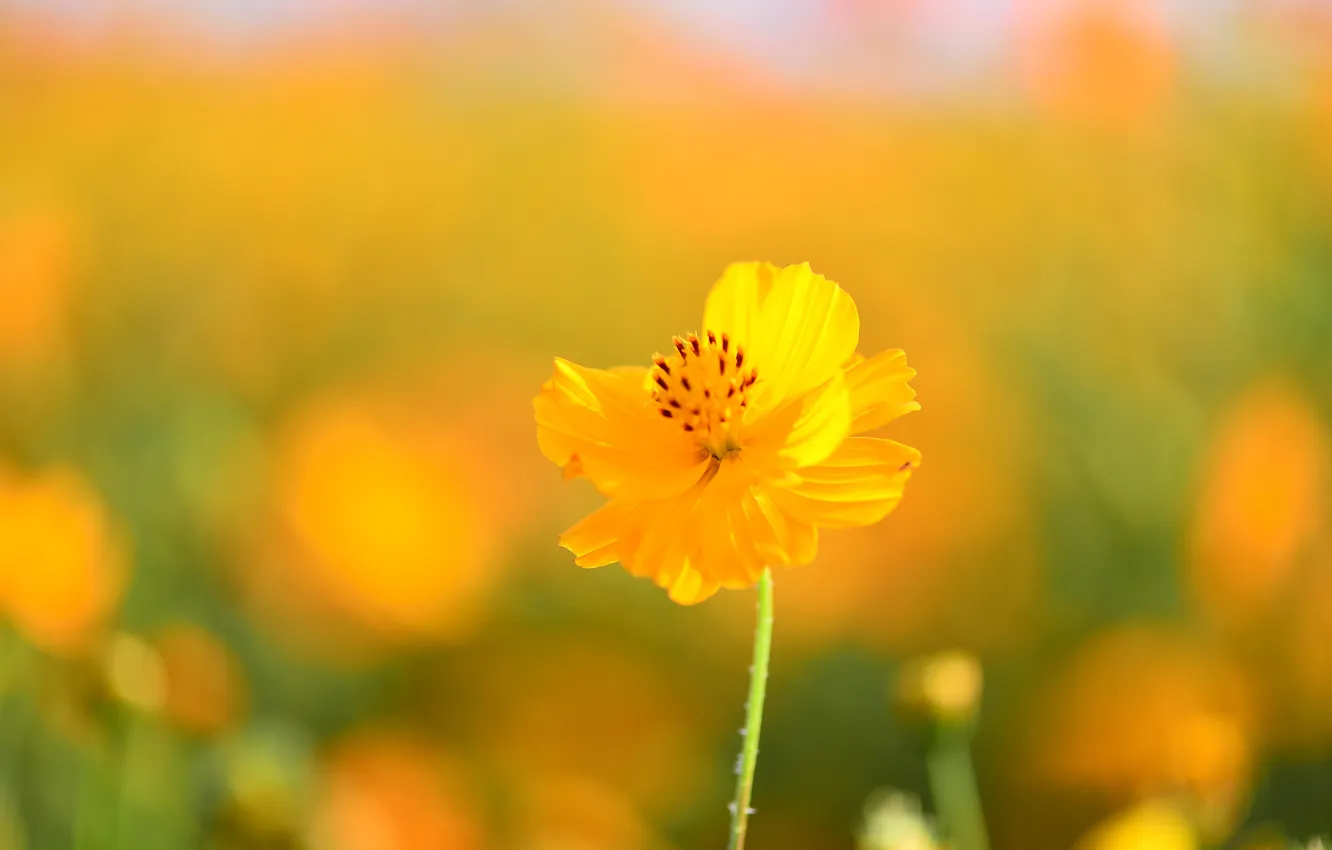 Фото обои цветок, желтый, фон, космея