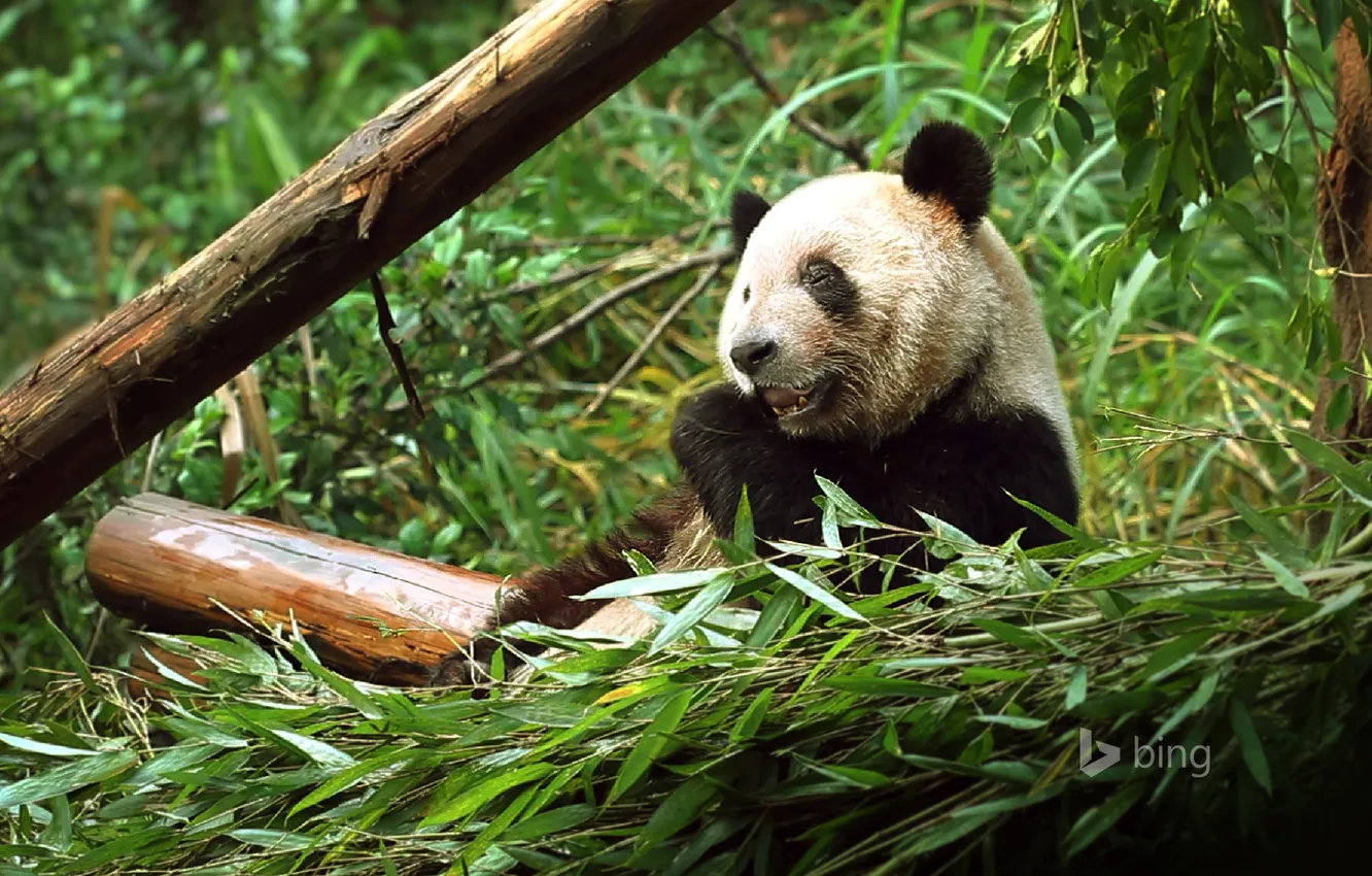 Фото обои лес, листья, медведь, панда, Китай, зоопарк, Чунцин, бвмбук