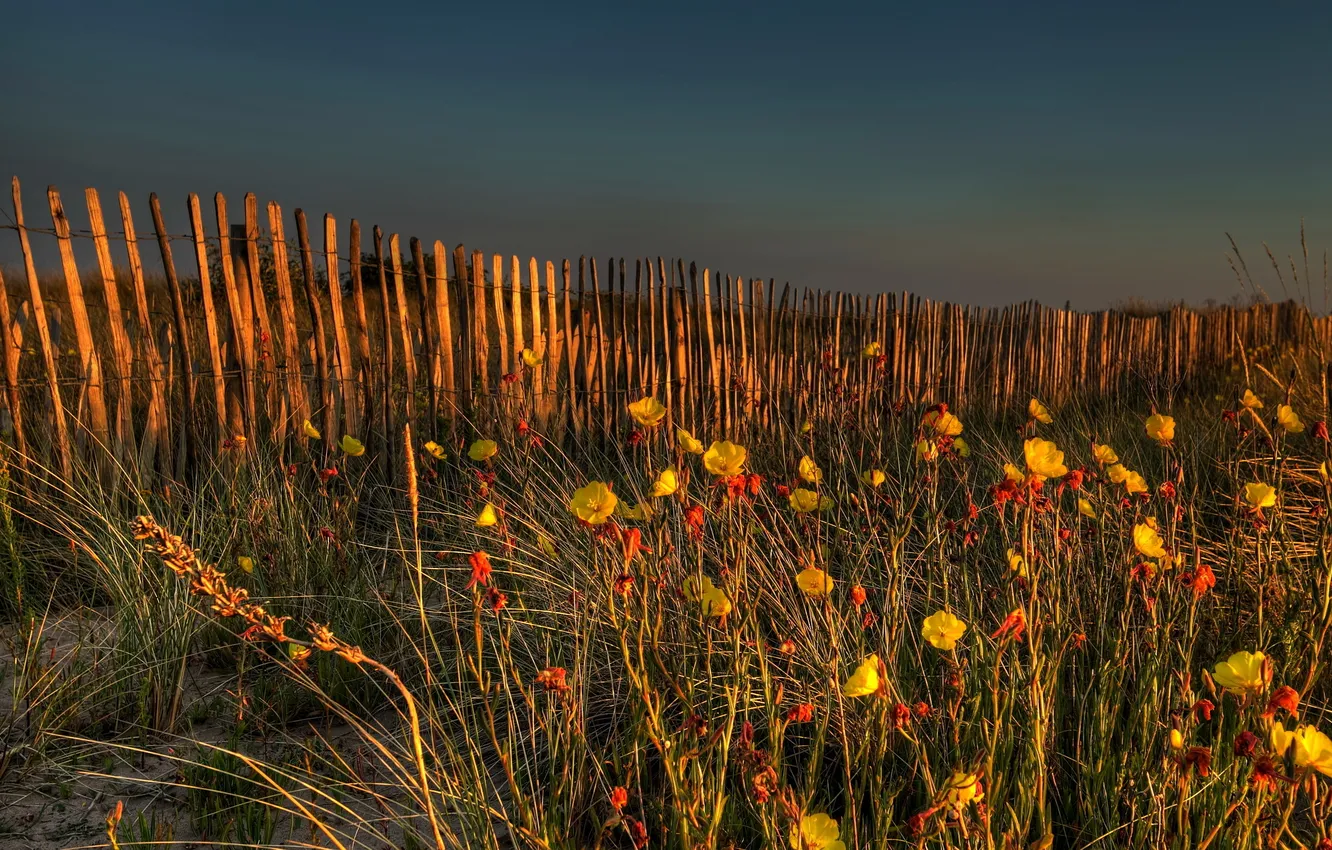 Фото обои beach, springtime in autumn, sanddunes