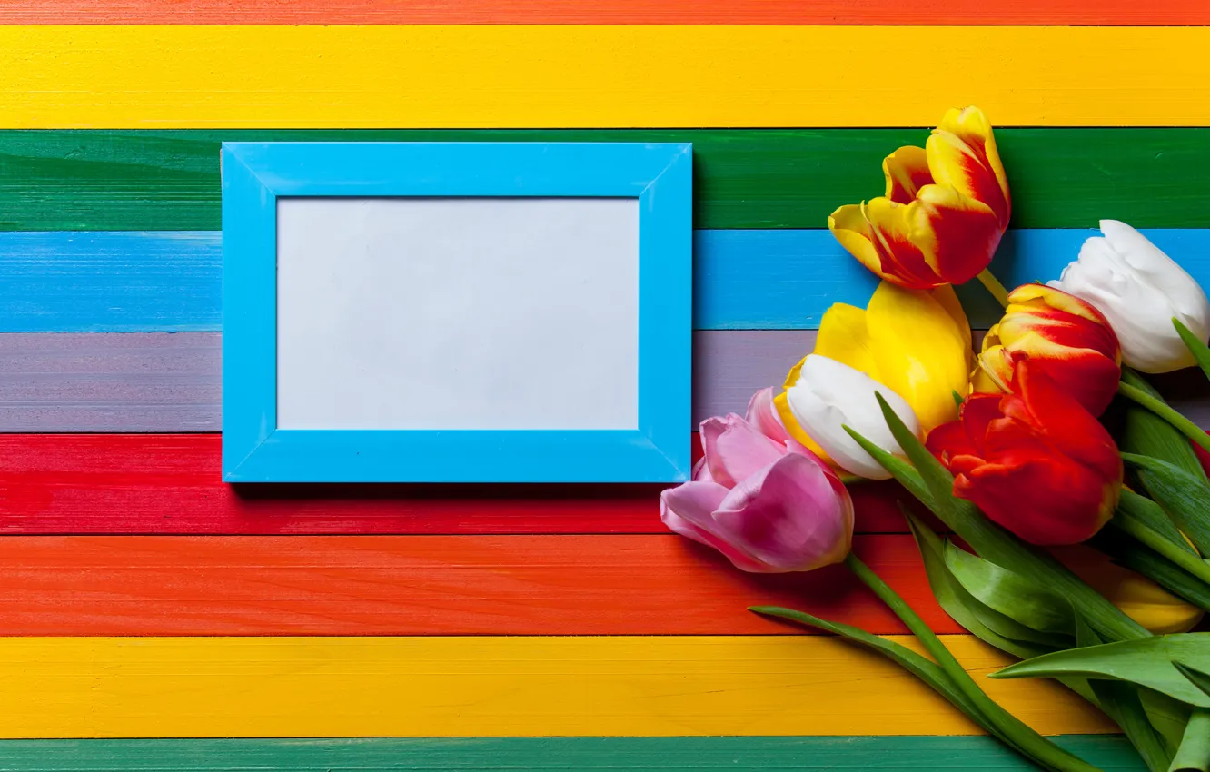 Фото обои цветы, радуга, colors, colorful, тюльпаны, rainbow, flowers, tulips