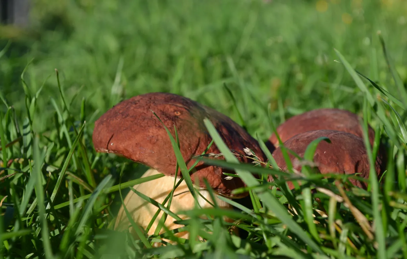 Фото обои трава, солнце, грибы, белые грибы