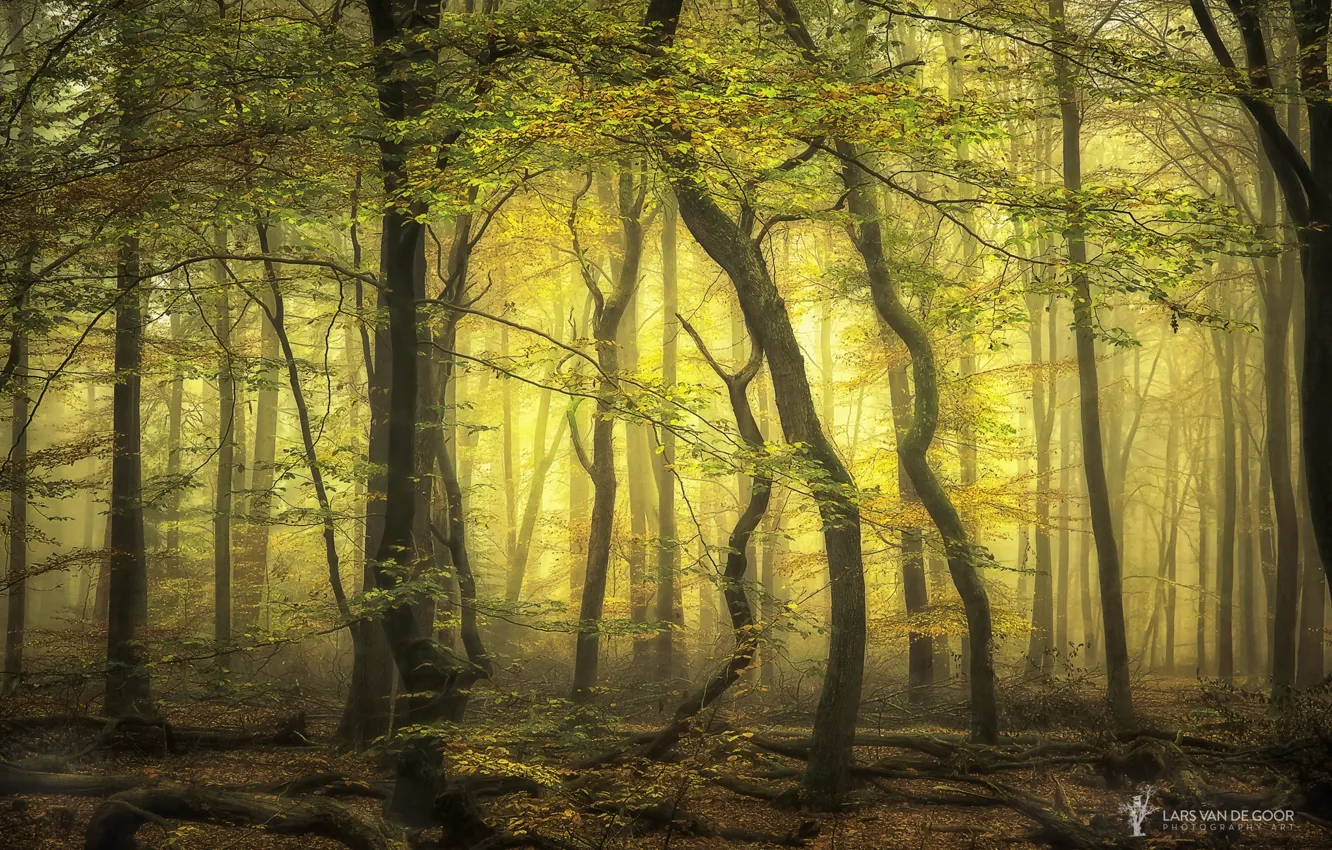 Фото обои лес, деревья, ветки, туман, Нидерланды, Lars van de Goor