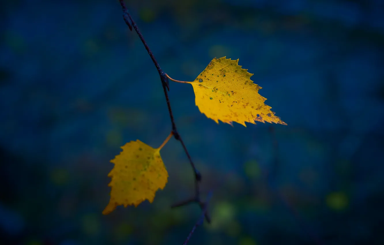 Фото обои осень, листья, темный фон, ветка, желтые, два, синий фон, осенние листья