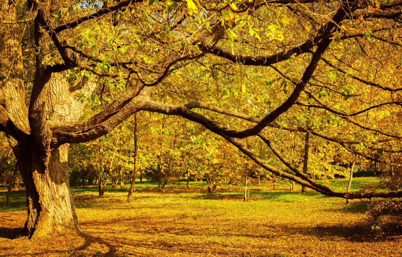 Фото обои осень, листья, деревья, мост, парк, forest, nature, yellow