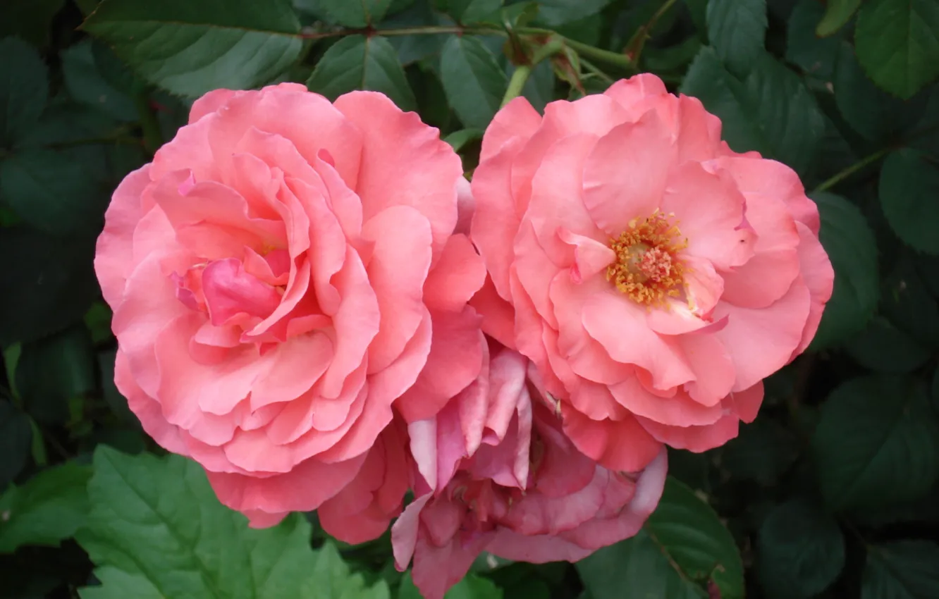 Фото обои розы, розовые, pink, Roses
