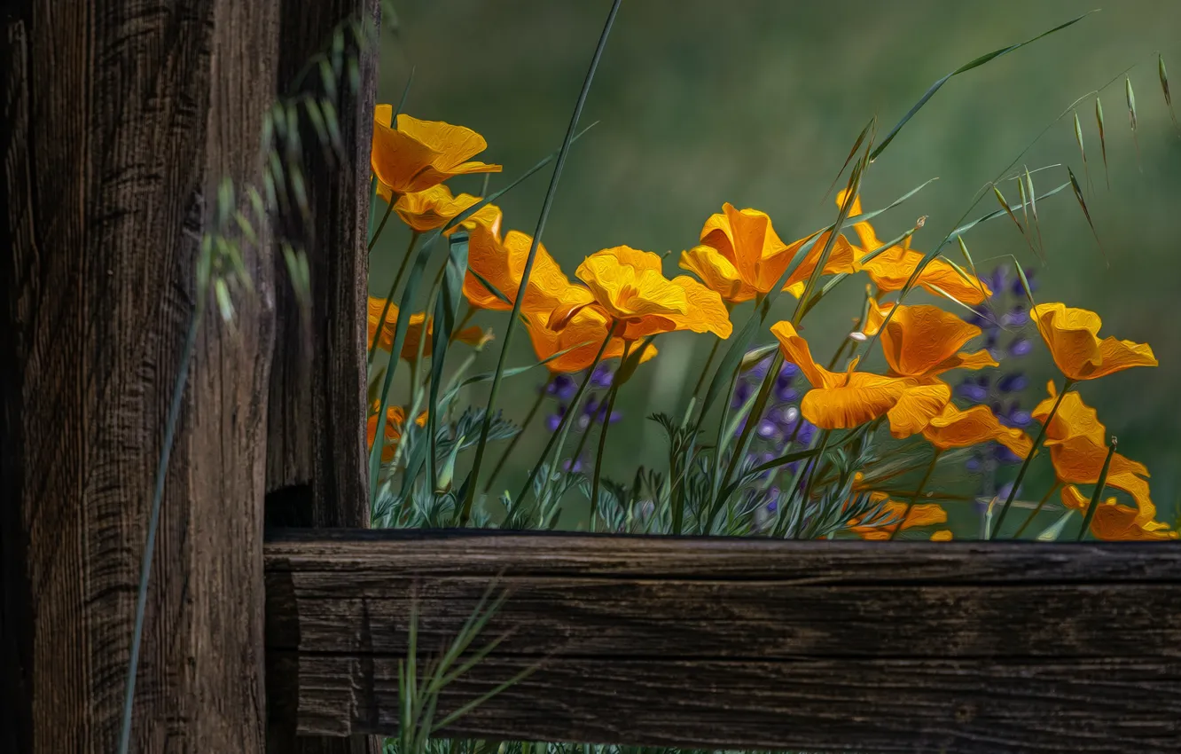 Фото обои лето, цветы, доски, забор, обработка, желтые, оранжевые, эшшольция