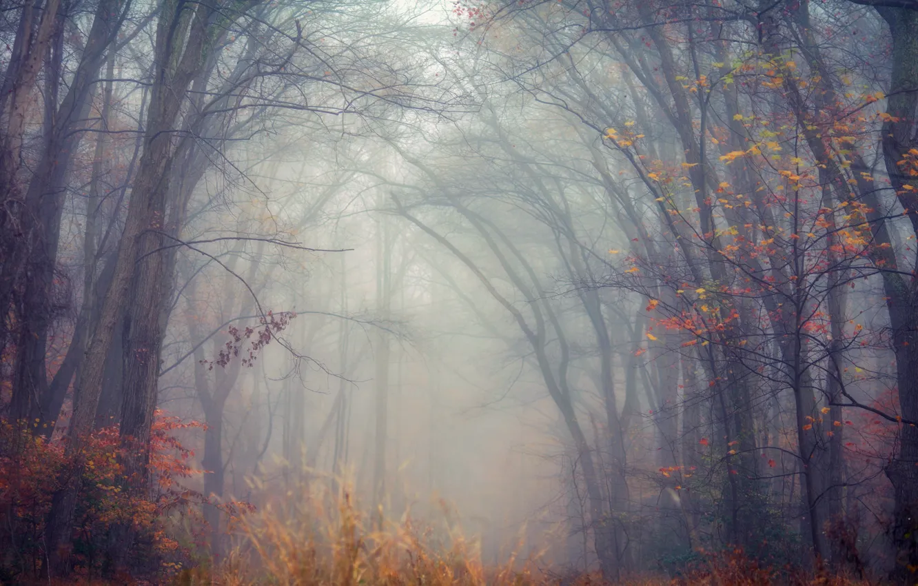 Фото обои осень, лес, листья, ветки, туман