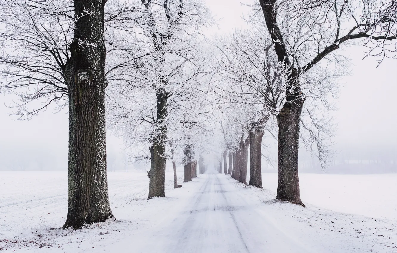 Фото обои зима, иней, дорога, поле, лес, снег, деревья, ветки