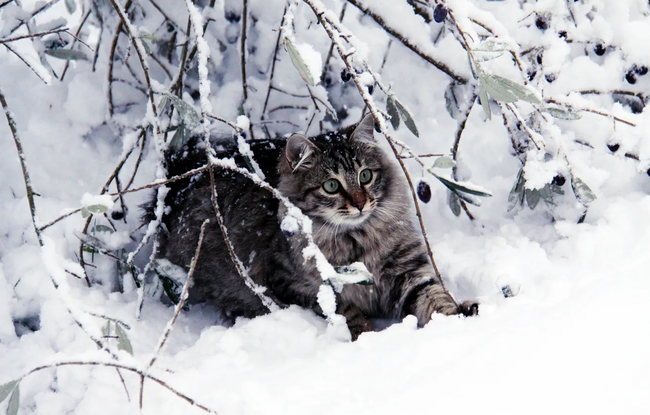 Фото обои зима, кошка, кот, взгляд, листья, снег, ветки, природа