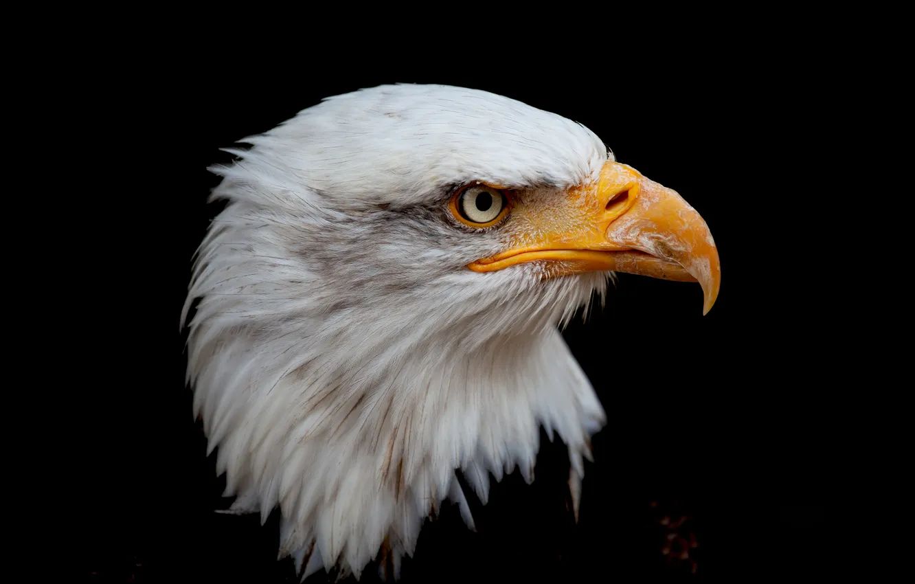 Фото обои Raptor, Animals, Black background, Bald eagle, Bird of prey, National bird