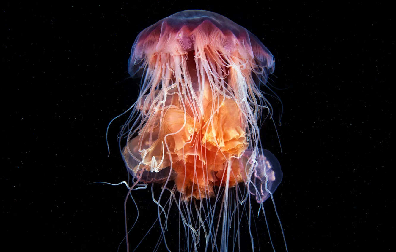 Фото обои море, вода, макро, гриб, медуза, оранжевая, глубина, прозрачная