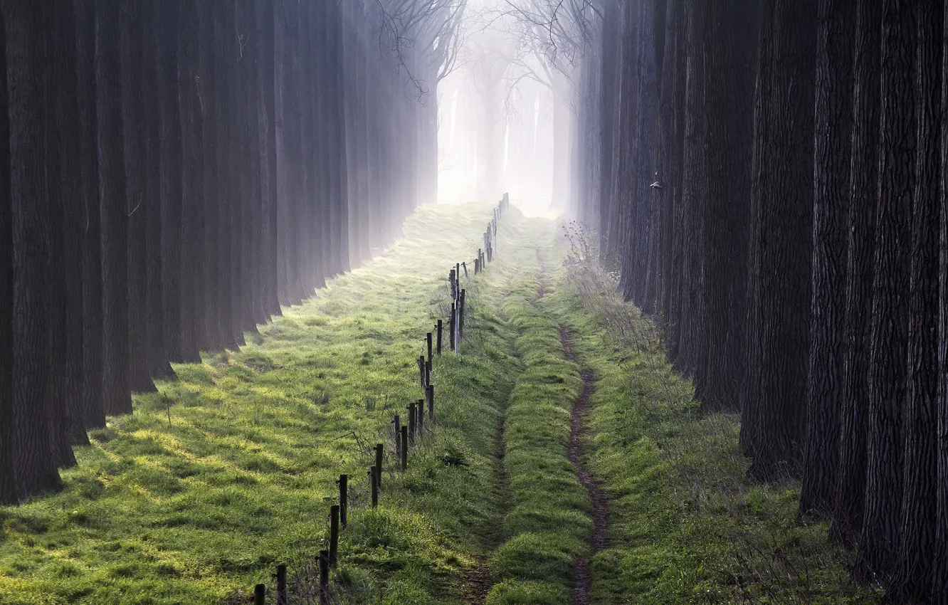 Фото обои деревья, туман, забор