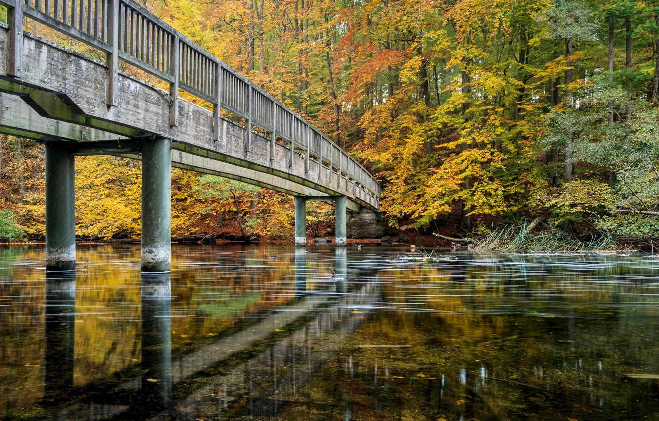 Фото обои осень, лес, деревья, мост, парк, река, Германия, Schwentine