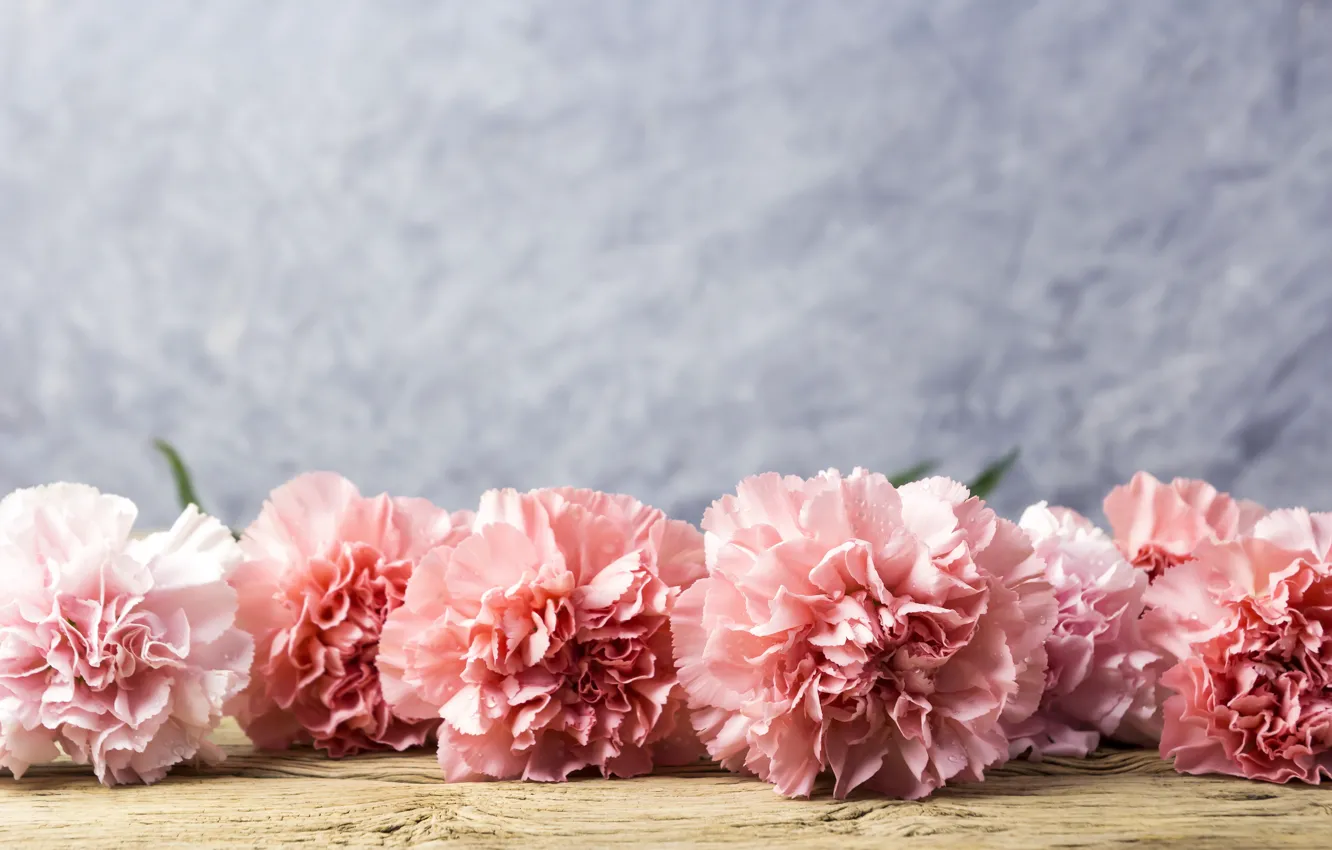 Фото обои цветы, лепестки, розовые, wood, pink, flowers, beautiful, гвоздики