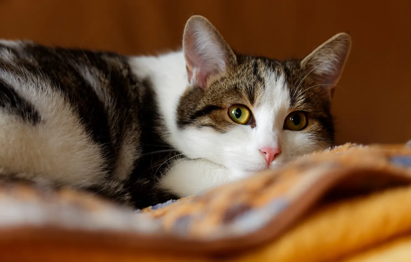 Фото обои кошка, кот, взгляд, морда, фон, портрет, лежит, одеяло