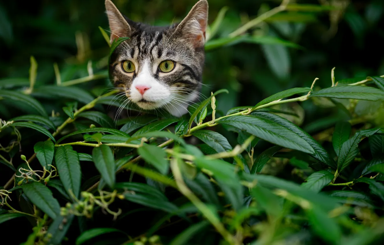 Фото обои кот, взгляд, листья, ветки, мордочка, котёнок