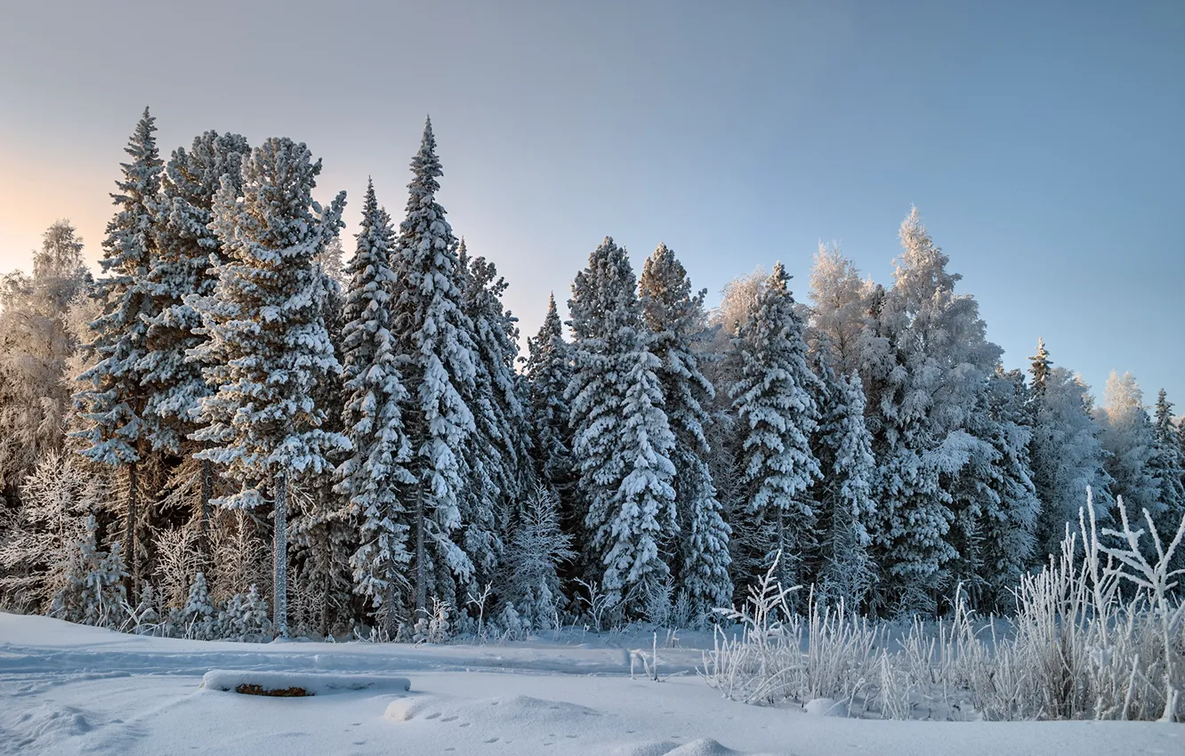 Фото обои зима, лес, снег