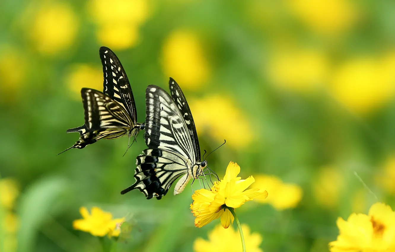 Фото обои зелень, лето, солнце, цветы, желтый, природа, бабочка, боке