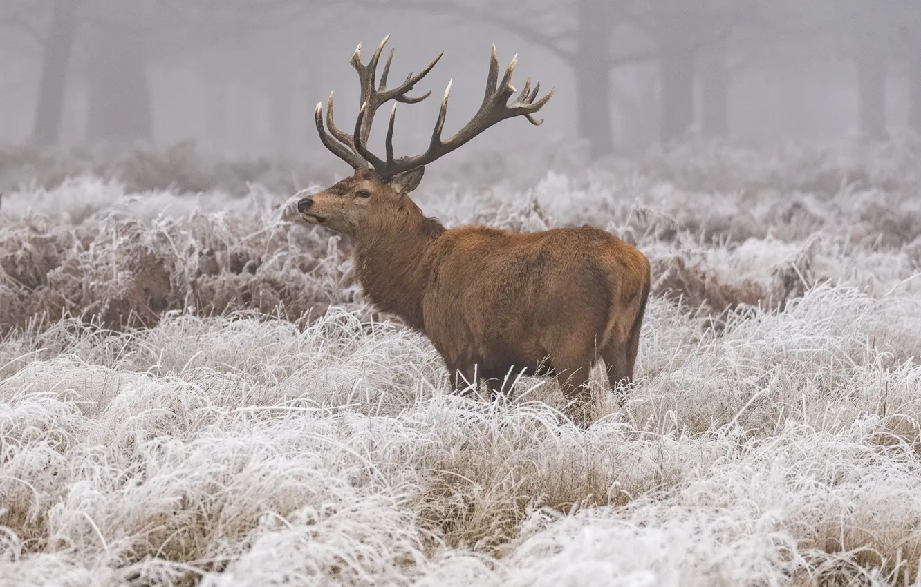 Фото обои зима, иней, трава, снег, природа, животное, олень