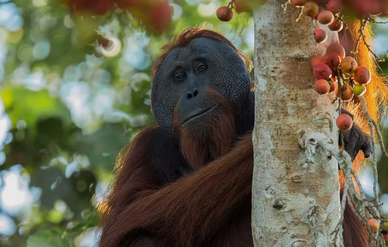 Фото обои trees, fruiting, eaten, Orangutans