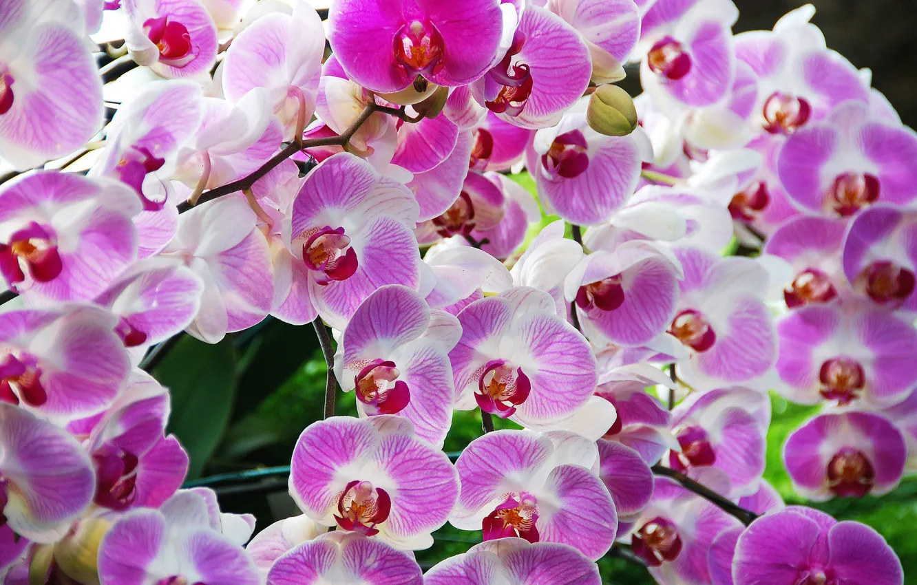 Фото обои природа, обои, ветка, лепестки, орхидея