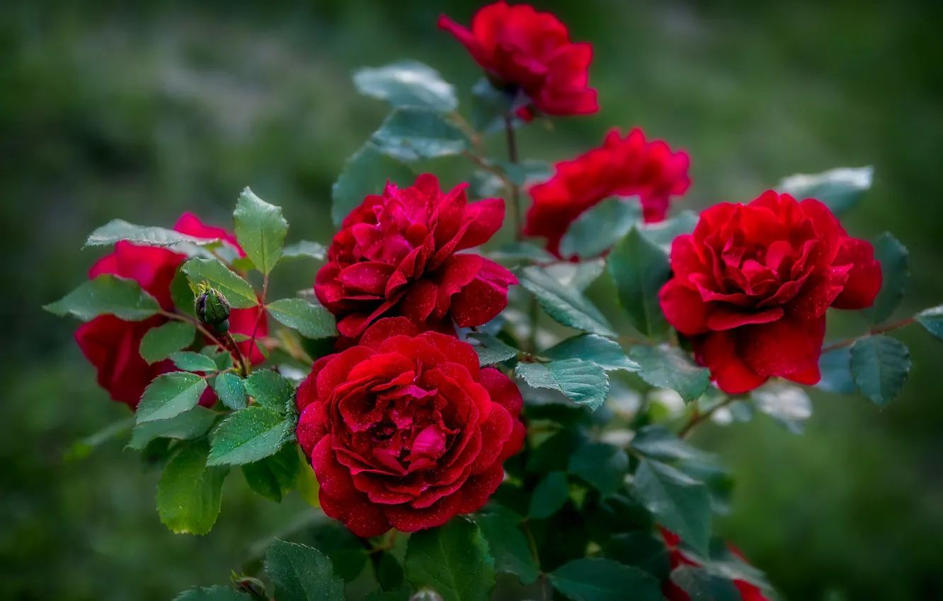 Фото обои куст, розы, сад, красные, бутоны
