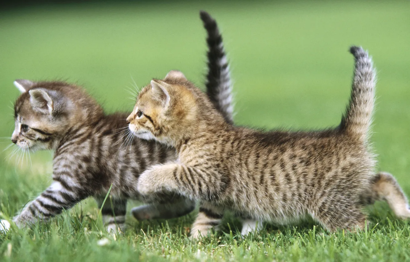 Фото обои животные, трава, кот, cat, два котенка