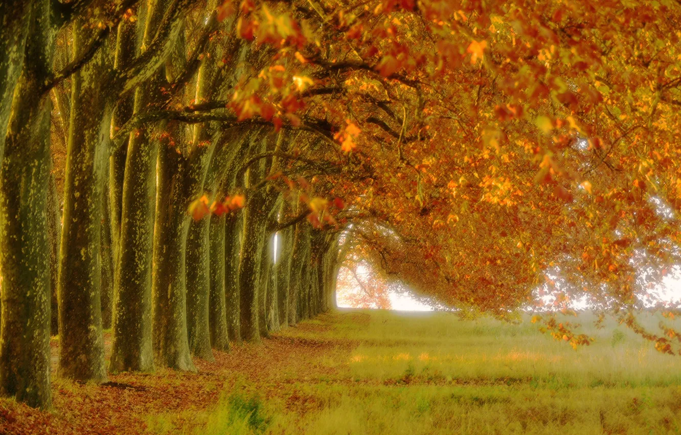 Фото обои осень, деревья, природа