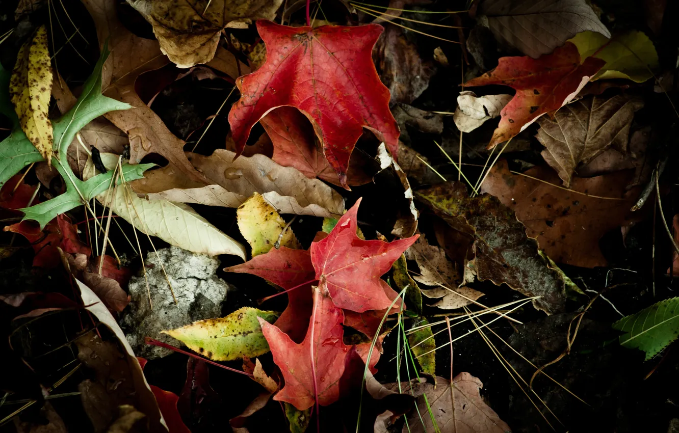 Фото обои листья, капли, сухие, клен