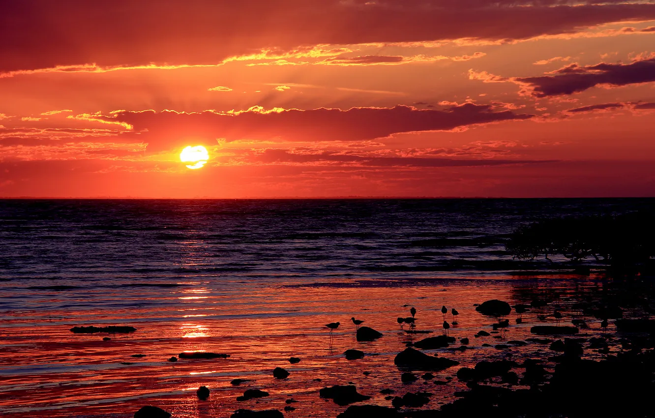 Фото обои море, пляж, солнце, закат, птицы, красный