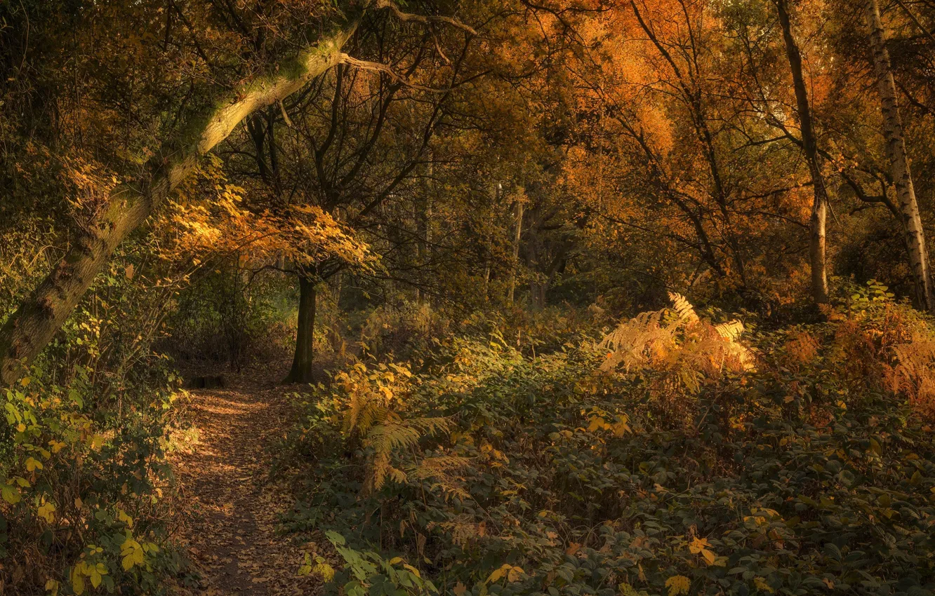 Фото обои осень, лес, деревья, тропа