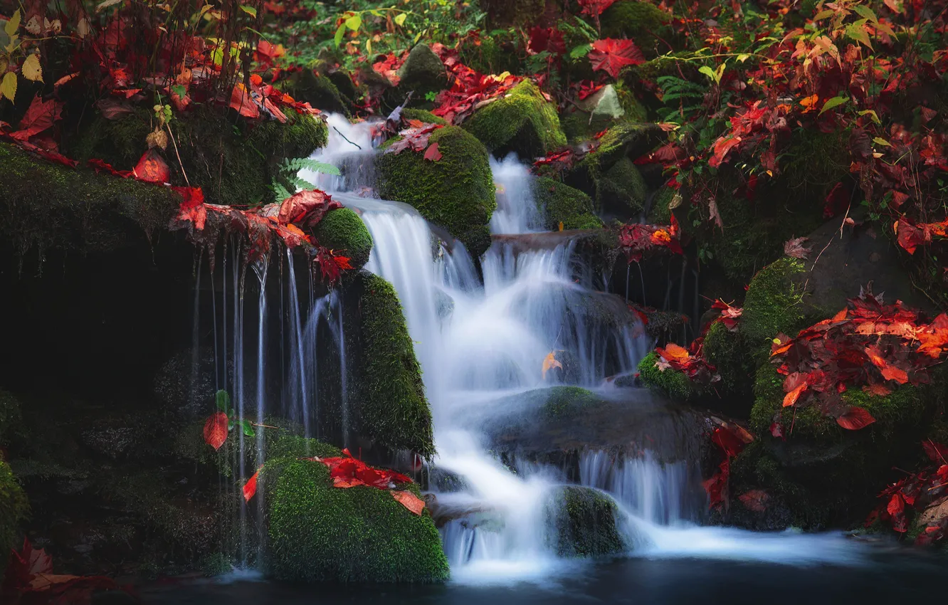Фото обои осень, листья, водопад, мох