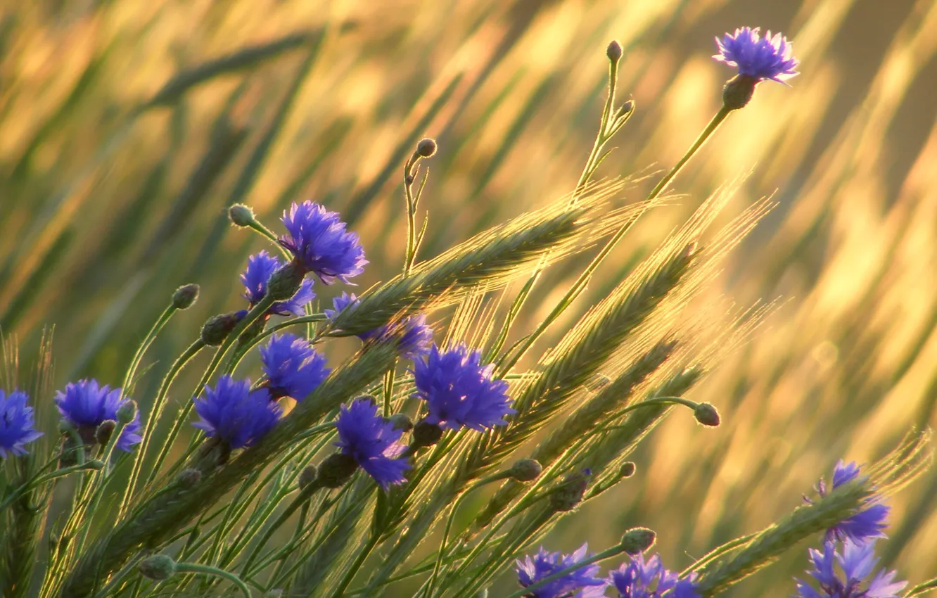 Фото обои пшеница, поле, цветы, колосья, васильки