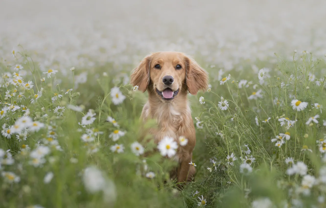 Фото обои природа, друг, собака