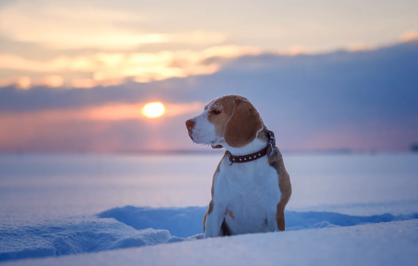 Фото обои зима, снег, природа, Собака, щенок