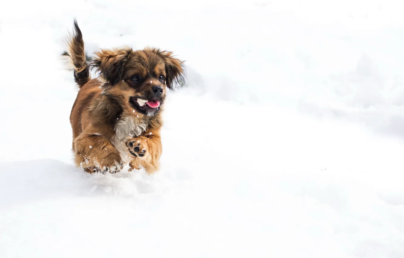 Фото обои зима, снег, собака, щенок