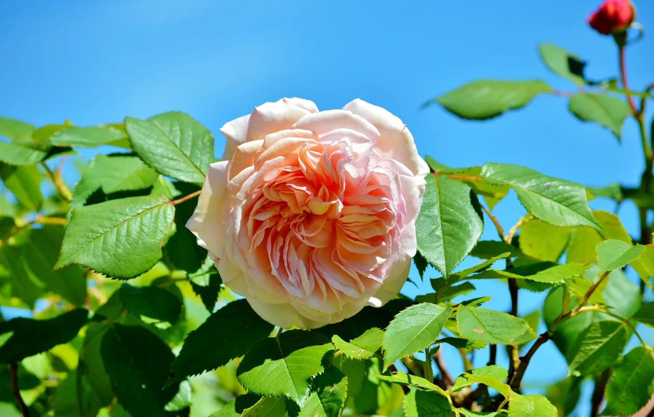 Фото обои цветок, листья, розовый, роза, бутон розы