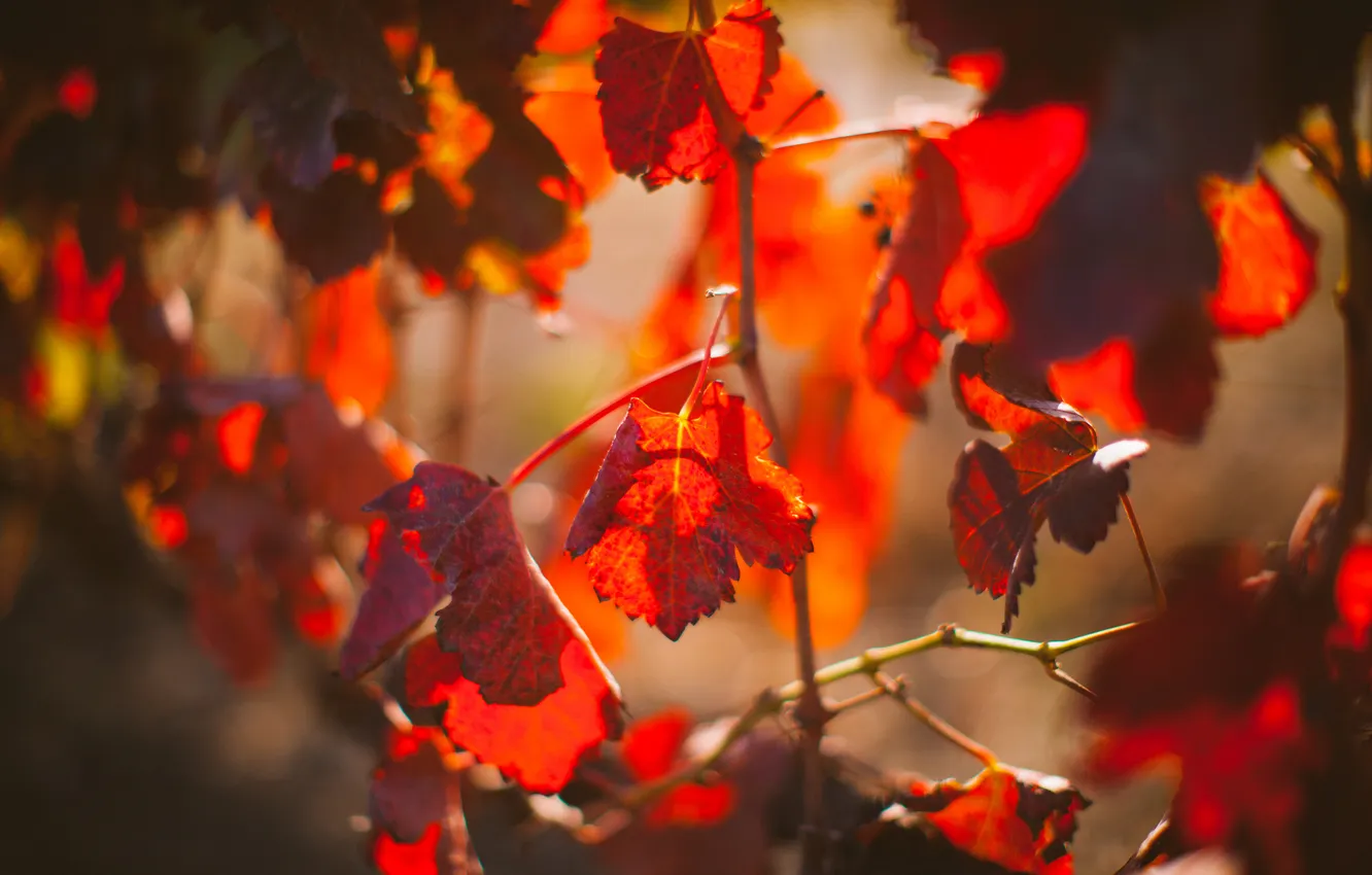 Фото обои листья, дерево, ветка, красные