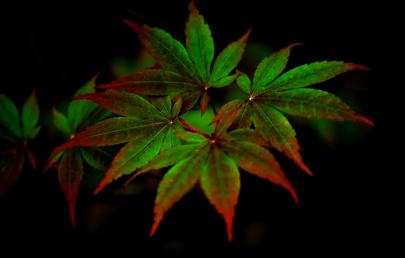 Фото обои листья, природа, ветка, полумрак