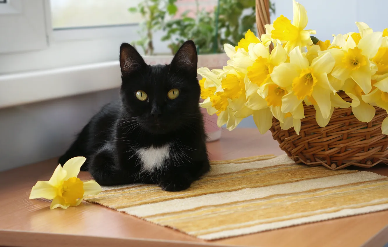 Фото обои кошка, кот, цветы, чёрный, корзина, окно, мордочка, лежит