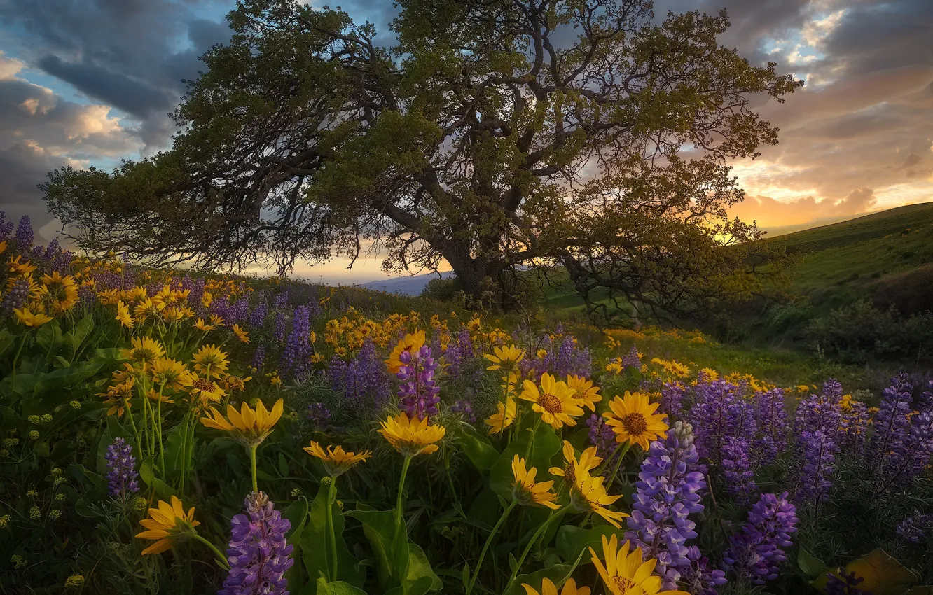 Фото обои цветы, дерево, луг, люпины, Washington State, бальзамориза, Columbia Hills State Park, Штат Вашингтон