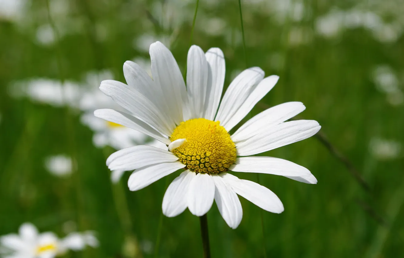 Фото обои Макро, Весна, ромашка, Flower, Spring, Боке, Bokeh, Macro