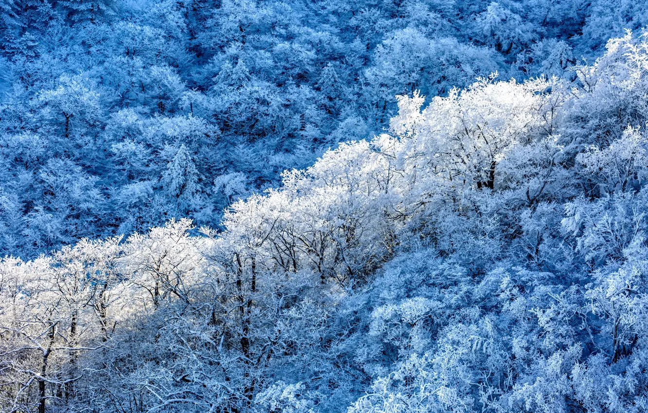 Фото обои зима, лес, снег, деревья, природа, мороз, вид сверху