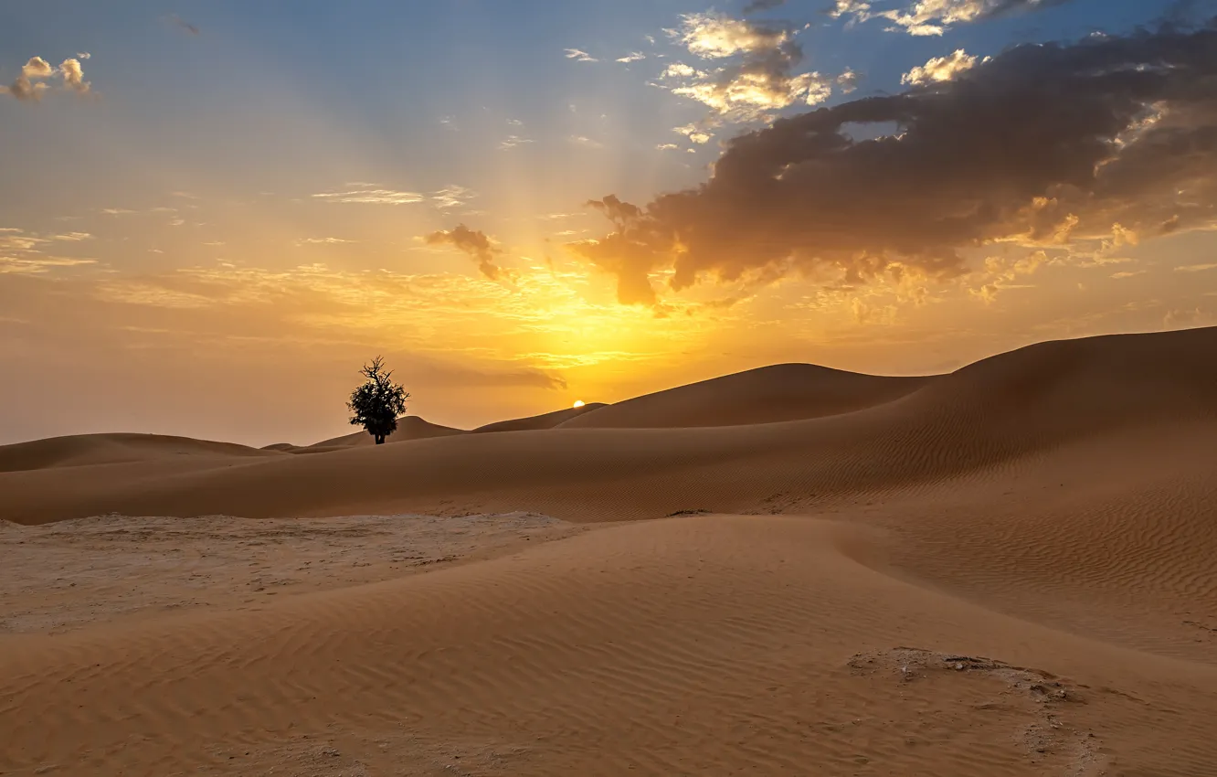 Фото обои песок, солнце, облака, дерево, холмы, пустыня, дюны