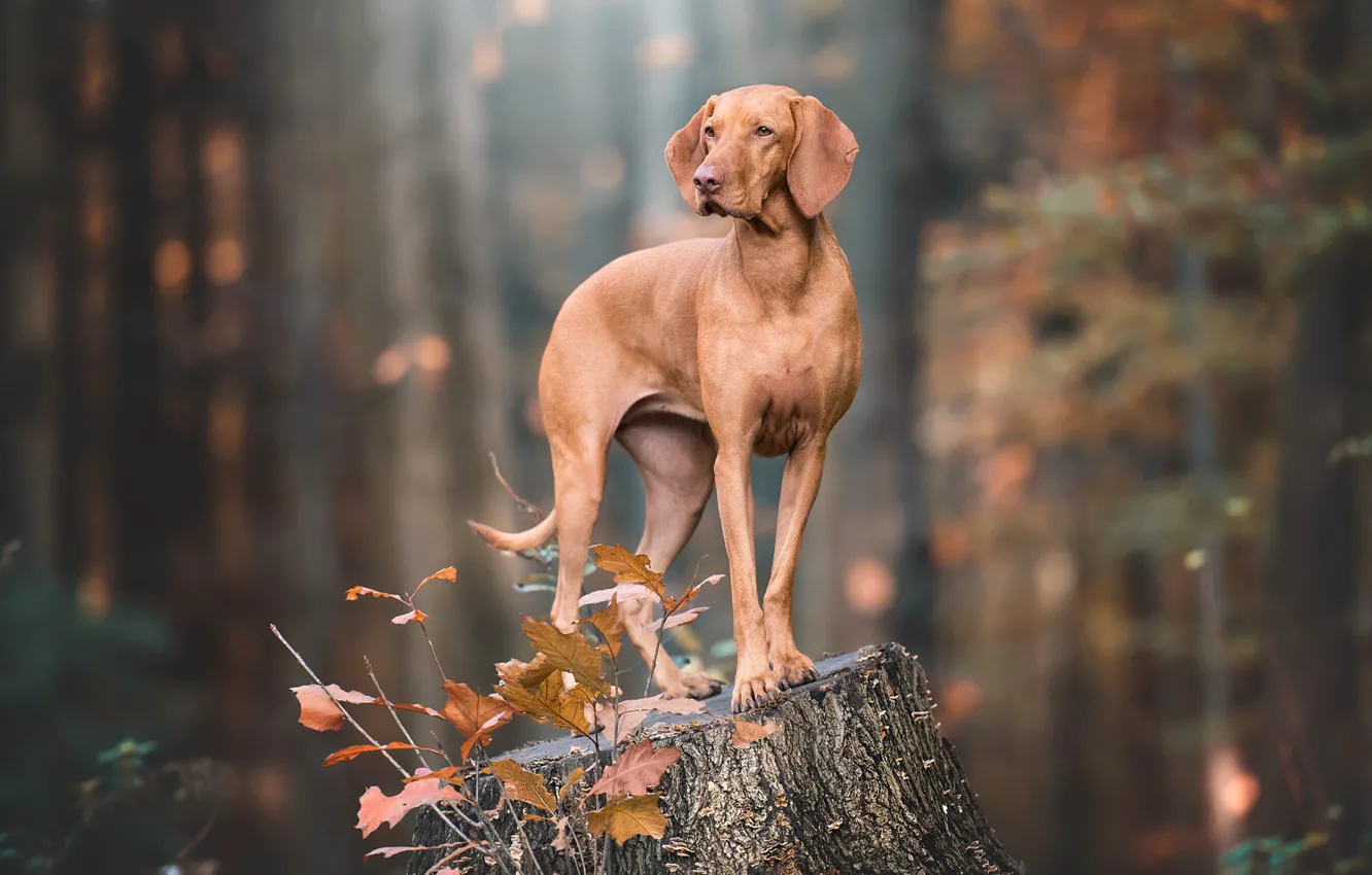 Фото обои осень, взгляд, поза, пень, собака, коричневая, веймаранер
