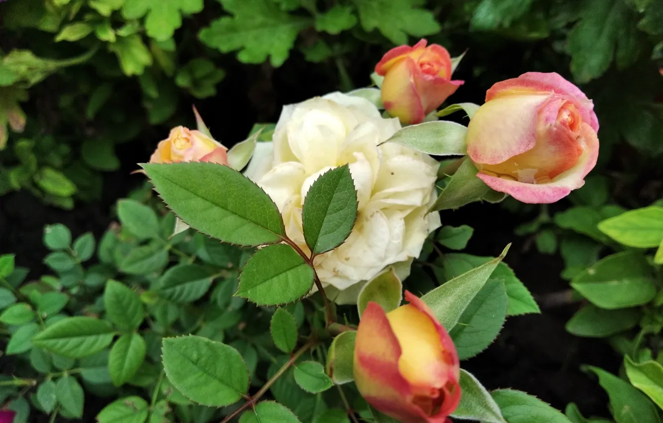 Фото обои цветы, краски, розы, букет