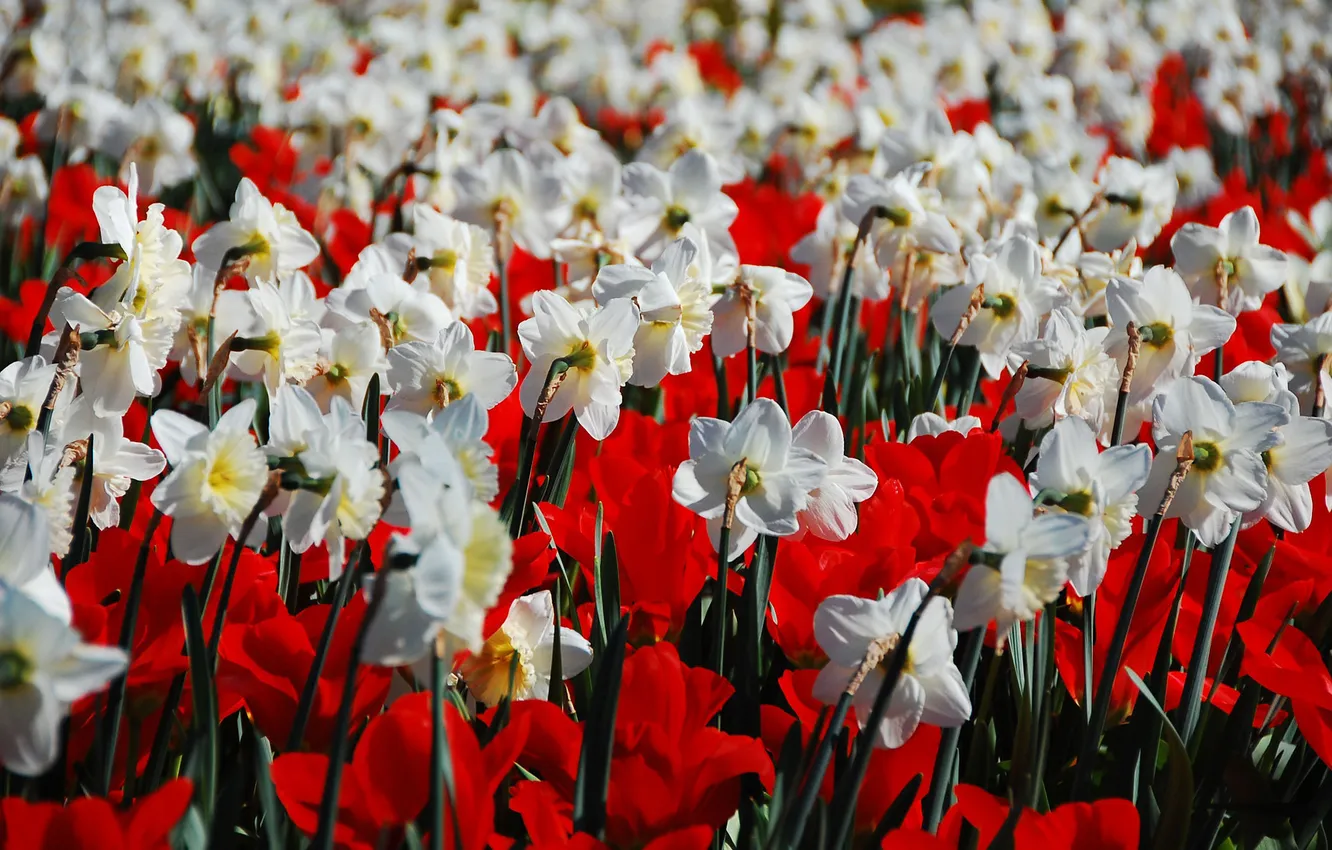 Фото обои поле, белый, цветы, красный, природа, тюльпаны, нарциссы