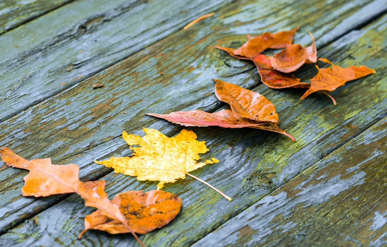 Фото обои осень, листья, макро